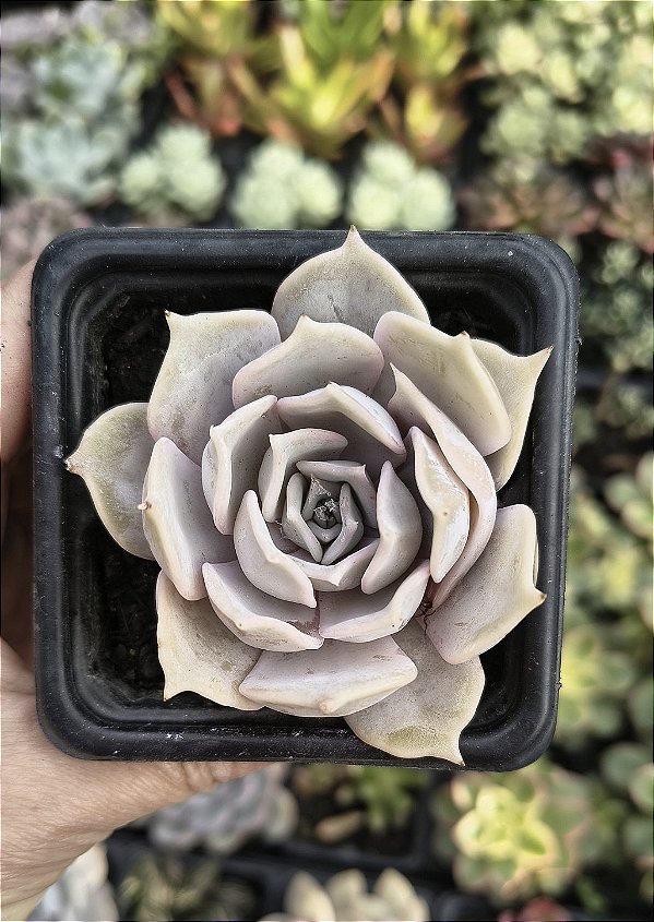 E. LILACINA POTE 7
