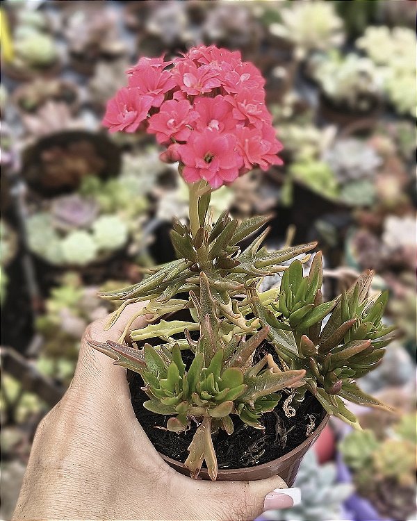 KALANCHOE SPIDER POTE 9