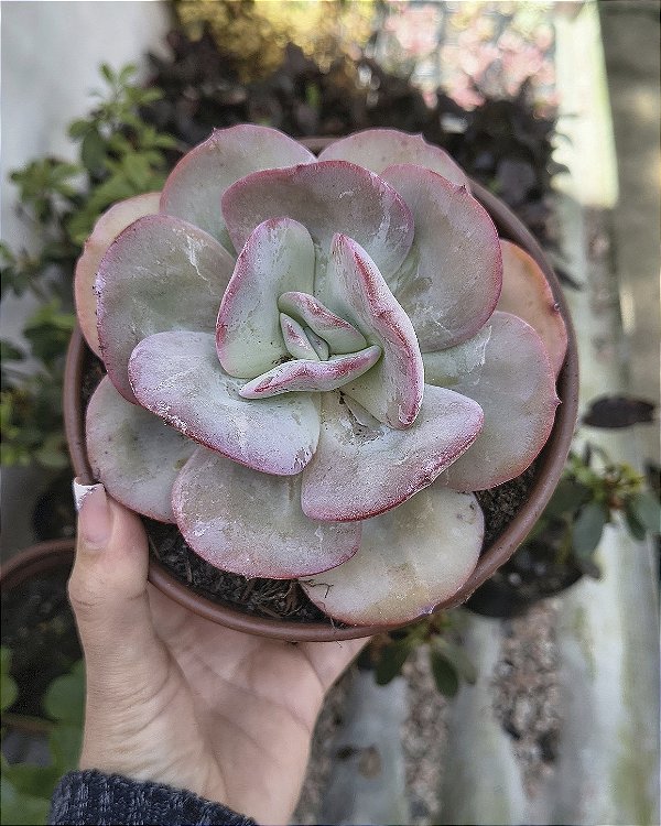 E. GILA POTE 11