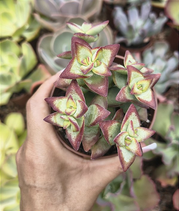 CRASSULA SUN STAR
