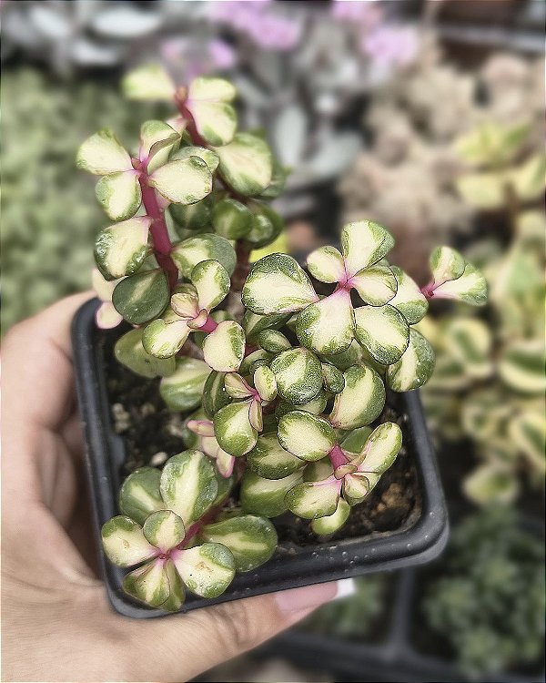 PORTULACARIA AFRA TRICOLOR POTE 7