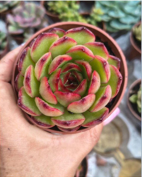 P. PULI LINDSAYANA POTE 9