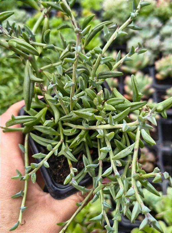 COLAR DE GOLFINHO POTE 7