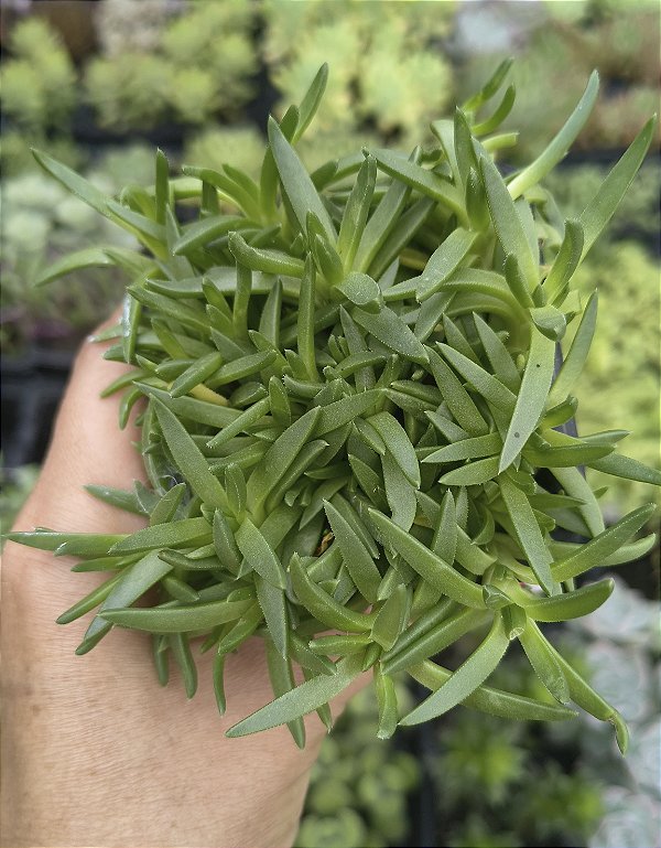 DELOSPERMA CONGESTUM POTE 7