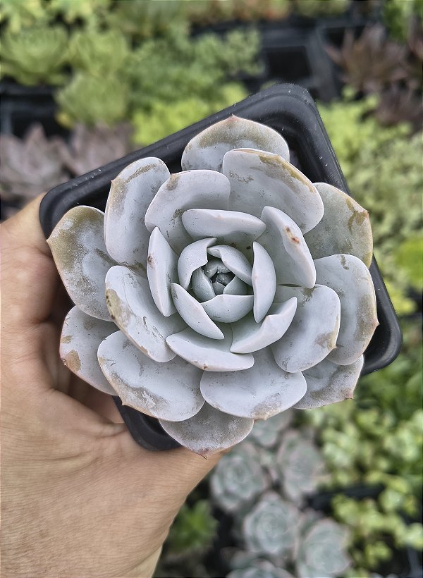 E. CARLY ARGENTEA POTE 7