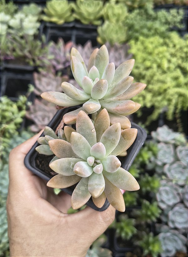 SEDUM CREPÚSCULO POTE 7