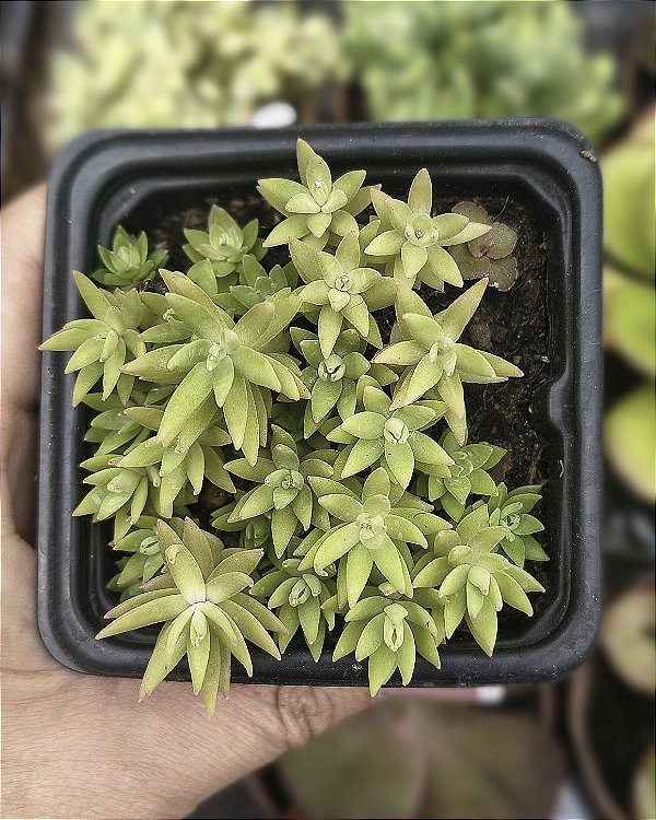 SEDUM LINEARE POTE 7