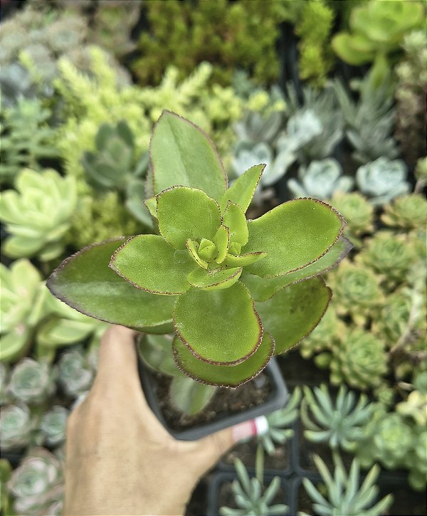CRASSULA SARMENTOSA POTE 7