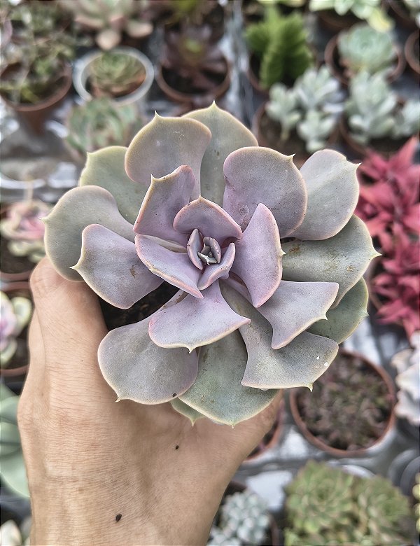 E. VALQUIRIE TRUMPET POTE 9