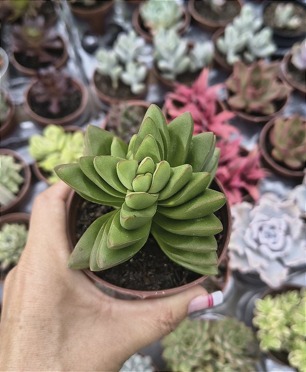 CRASSULA BENJAMIN POTE 9