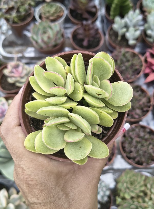 CRASSULA MONEY MAKER VARIEGATA POTE 9