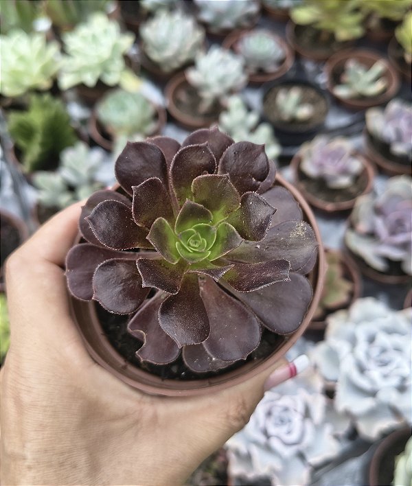 AEONUIM COOPER KETTLE