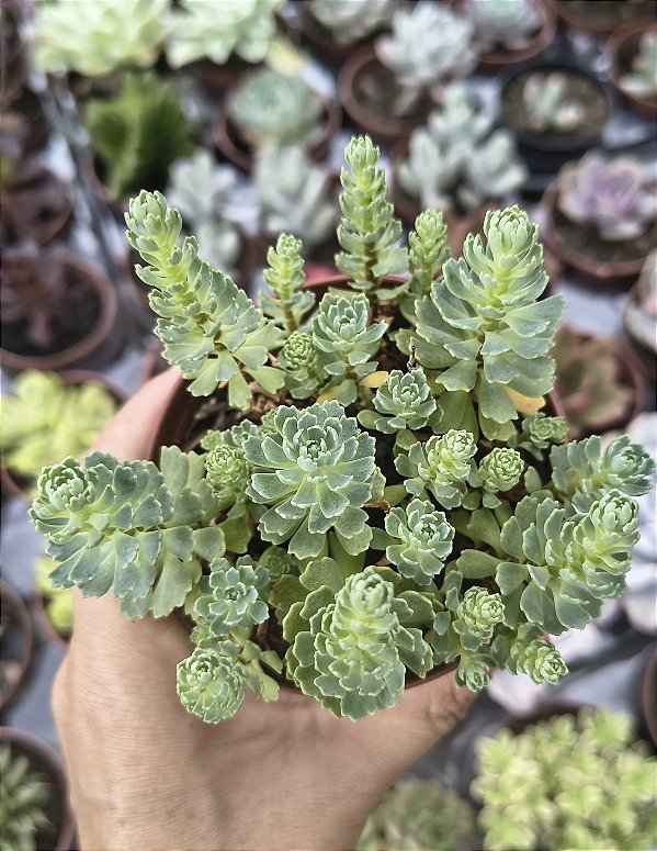 RHODIOLA PACHYCLADOS POTE 9