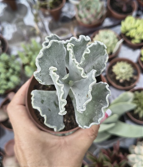 COTYLEDON ORBICULATA POTE 9