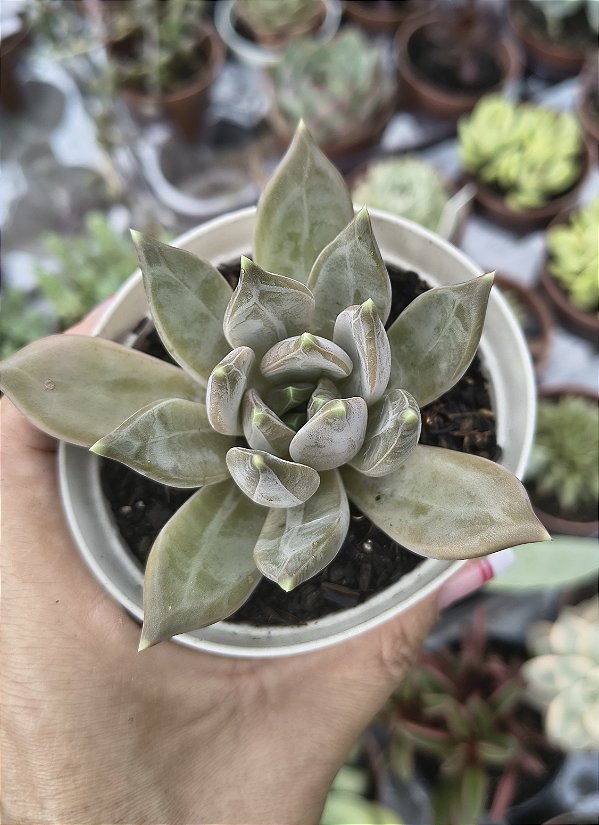 E. COMPASSION POTE 9