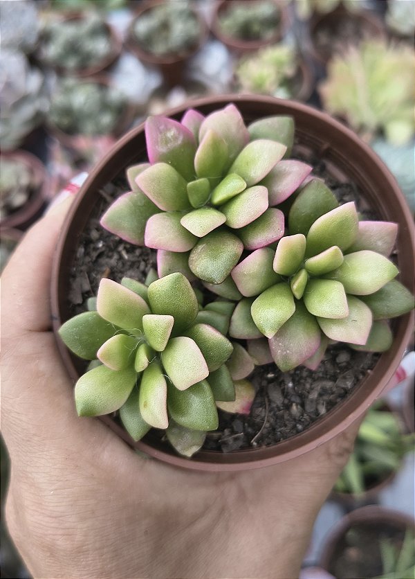 ANACAMPSEROS RUFENSCES VARIEGATA POTE 9
