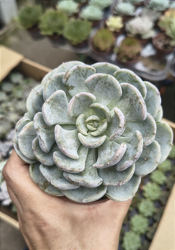 E. CUBIC PAGODA POTE 9