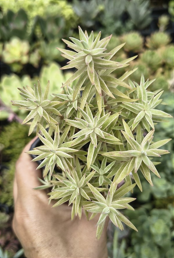 SEDUM LINEARE VARIEGATA POTE 7