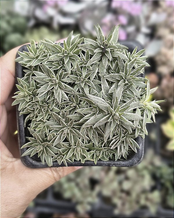 SEDUM LINEARE VARIEGATA POTE 7