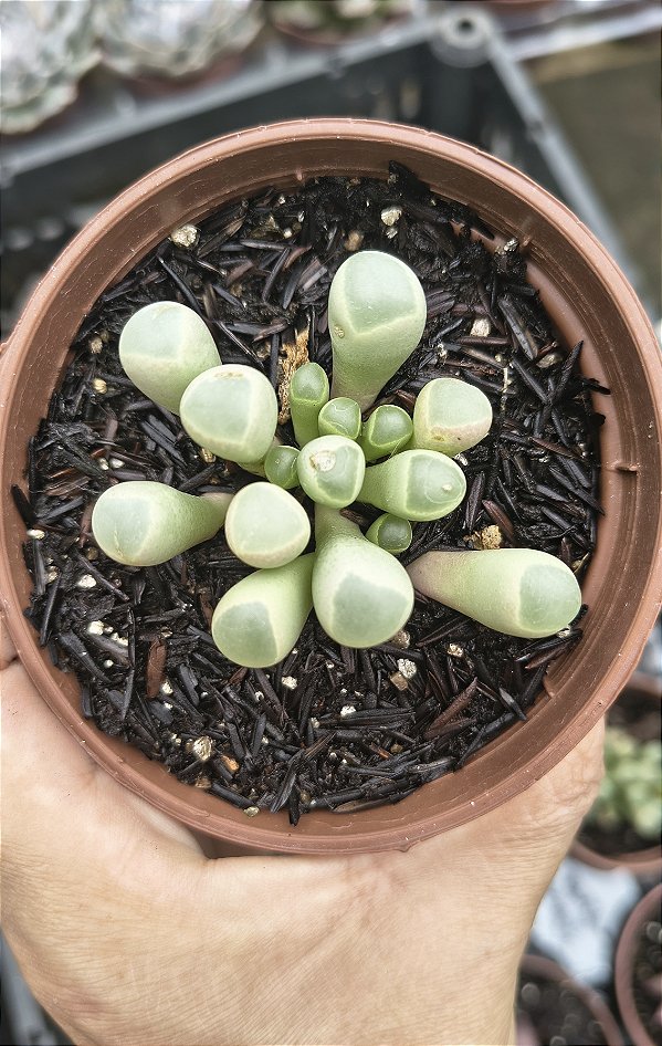 FENESTRARIA AURANTHIACA( DEDO DE ET) POTE 9