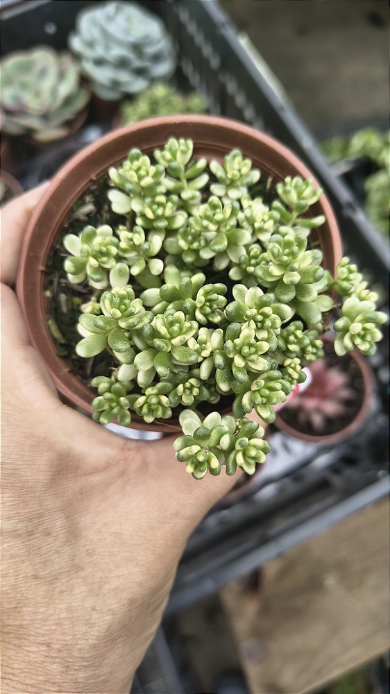 SEDUM ALBUM ATHOUM VARIEGATA POTE 9