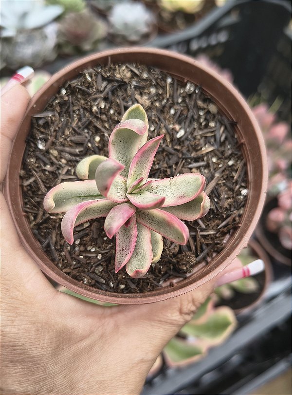 CRASSULA CANDY CANE POTE 9