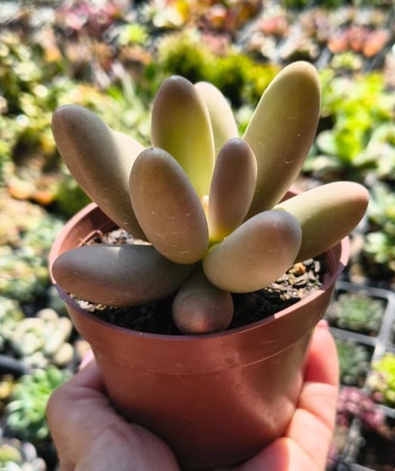 PATCHYPHYTUM FITKAUII POTE 9