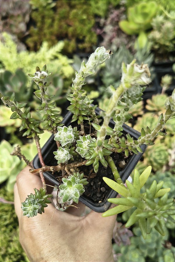 PORTULACA WERDERMANII ( ONZE HORAS URSINHO) POTE 7