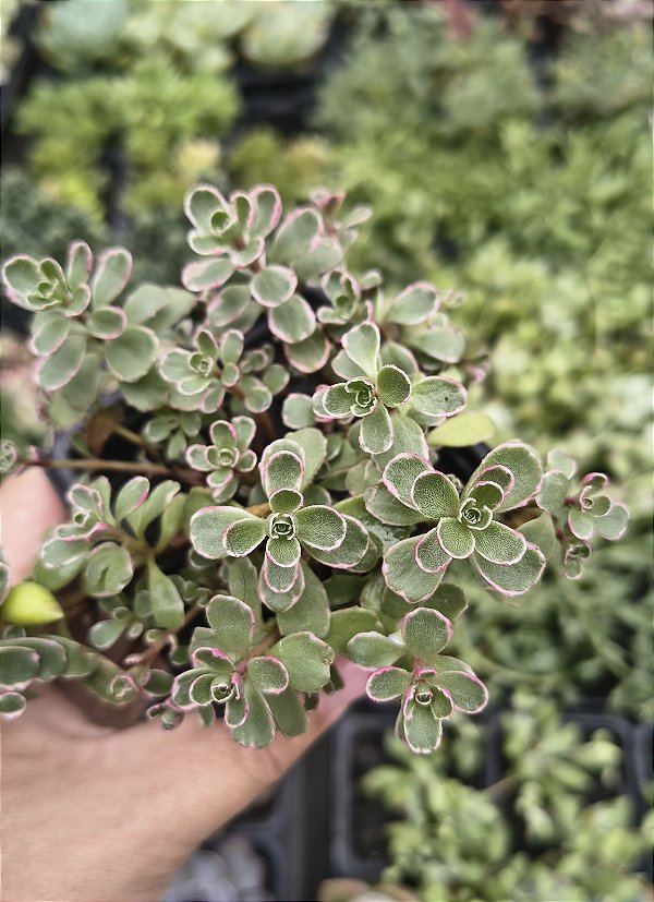 SEDUM MAKINOI TRICOLOR POTE 7