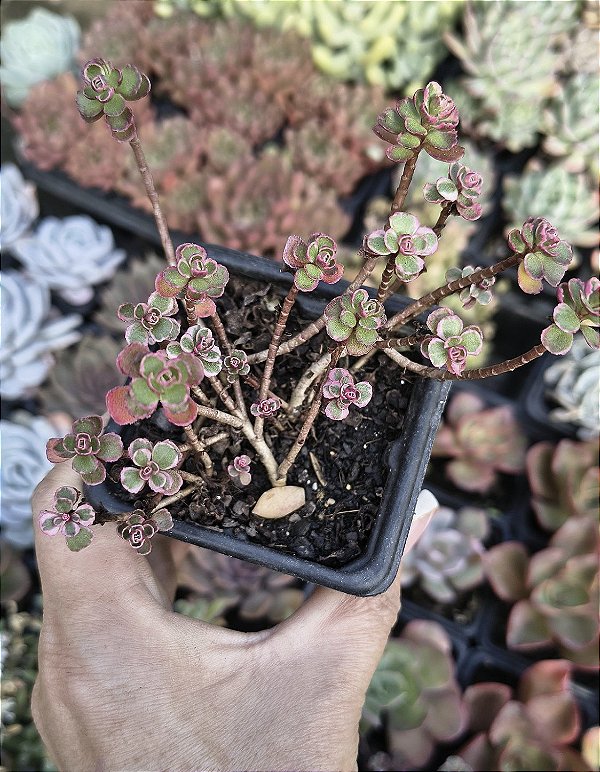SEDUM MAKINOI TRICOLOR POTE 7