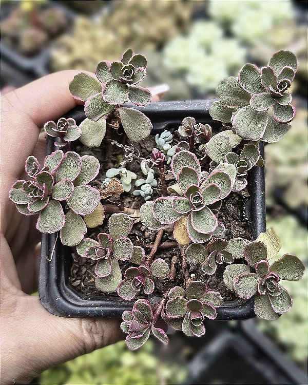 SEDUM MAKINOI TRICOLOR POTE 7