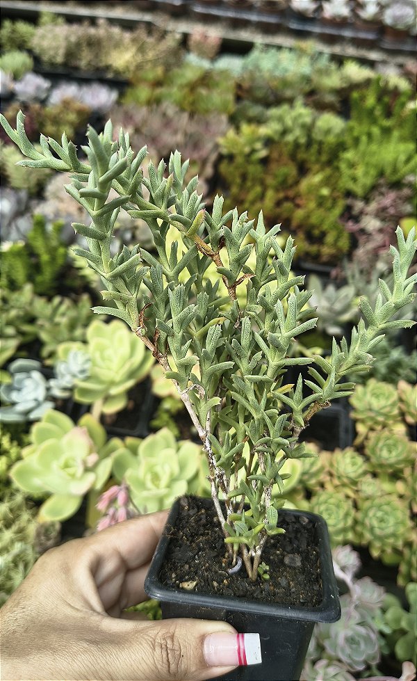 SMICROSTIGMA VIRIDE POTE 9