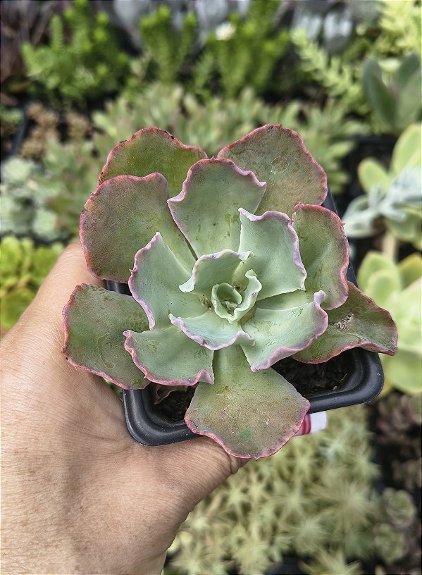 E. BLUE WAVES POTE 7