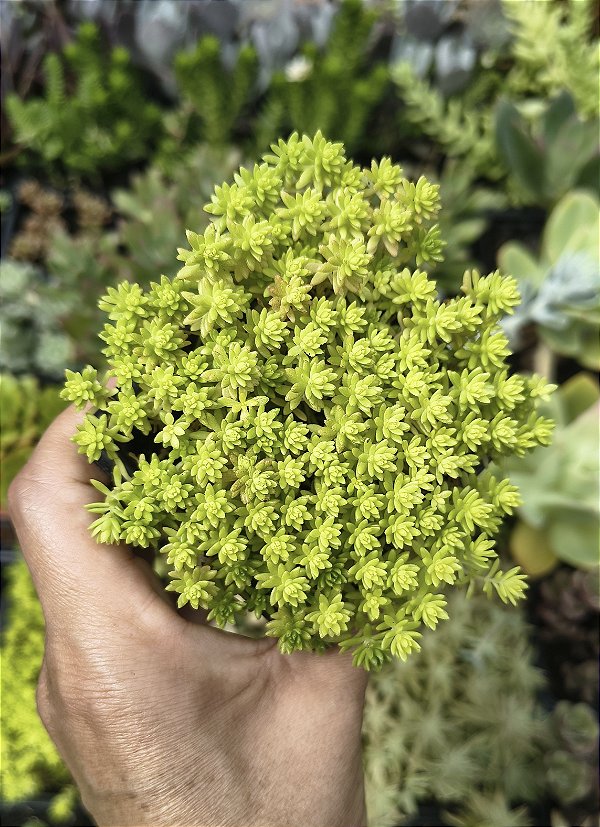 SEDUM ORO POTE 7
