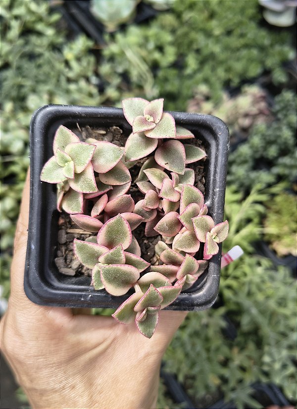 CRASSULA PELLUCIDA VARIEGATA POTE 7