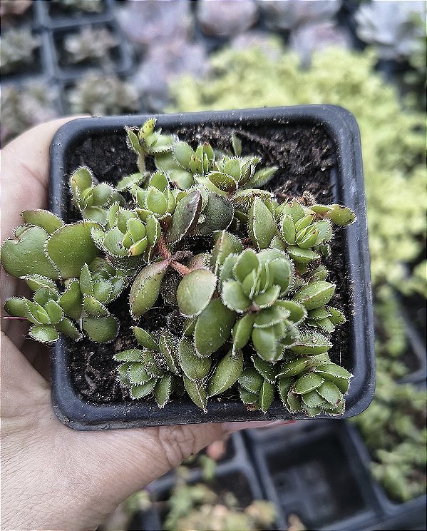 CRASSULA DAVID POTE 7