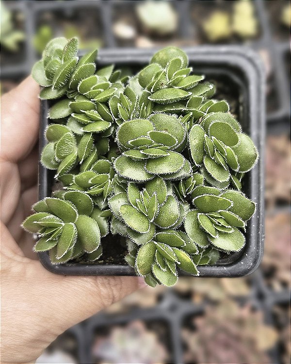 CRASSULA DAVID POTE 7