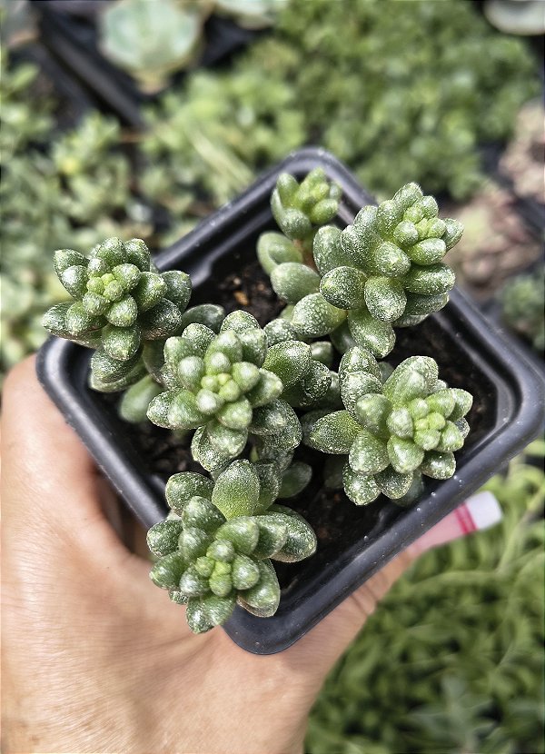 SEDUM FURFURACEUM POTE 7