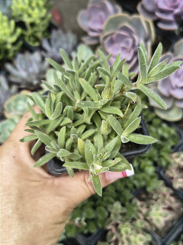 DELOSPERMA ECKLONIS BRANCA POTE 7