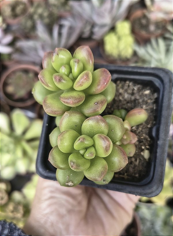 SEDUM OBESUM POTE 7