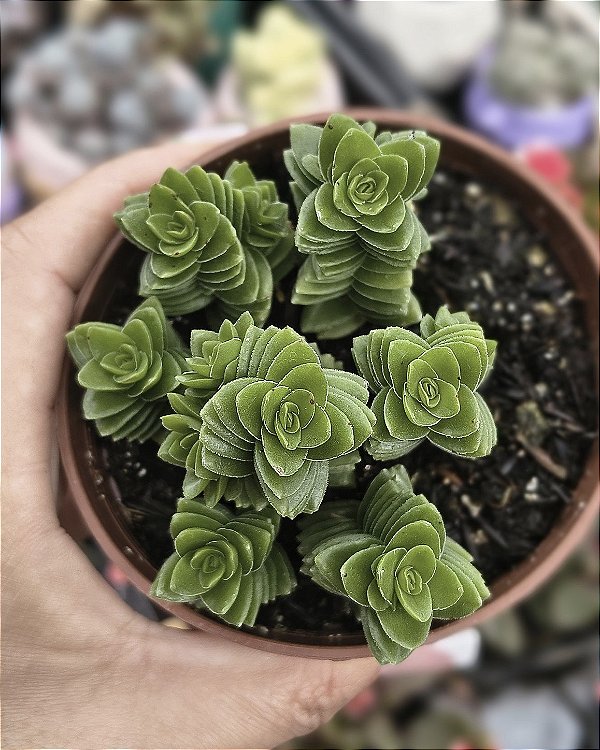 CRASSULA SPIRALIS ESTAGNOL POTE 9