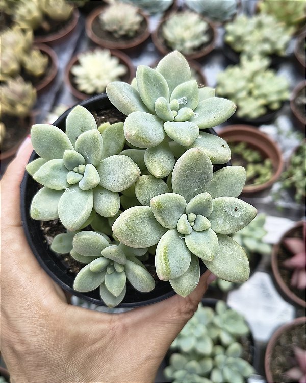 GRAPTOSEDUM CHEESECAKE POTE 9