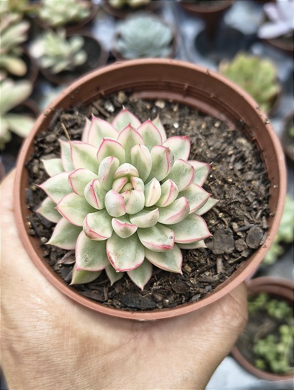 E. MEBINA VARIEGATA POTE 9