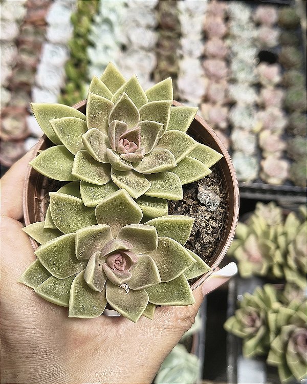 SEDUM EBRACTEATUM POTE 9