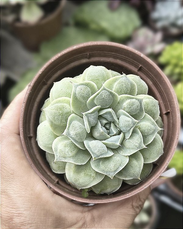 E. HIARIUM POTE 9