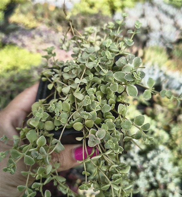 SEDUM BARBA DE MOISES VARIEGATA POTE 7