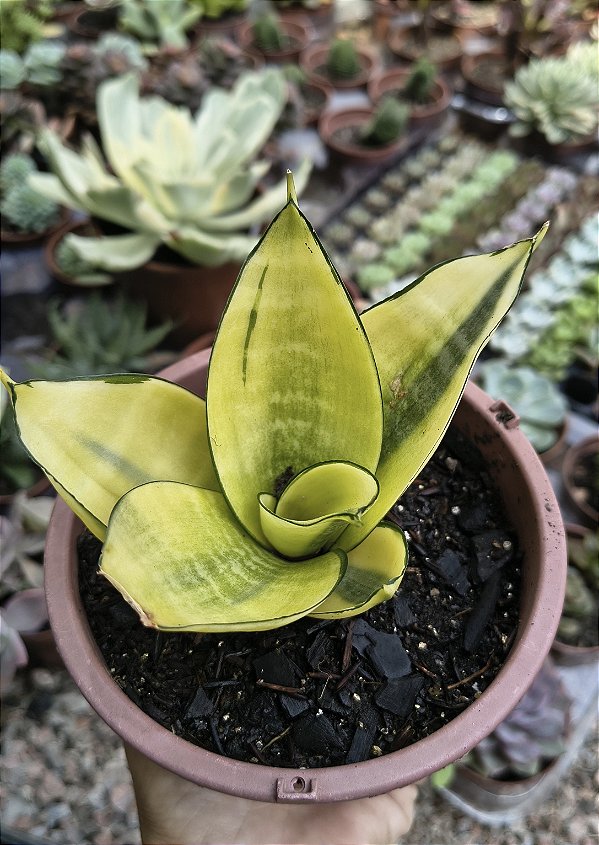 SANSEVIERIA VARIEGATA CUIA 13