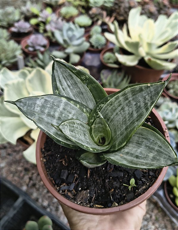 SANSEVIERIA PRATA CUIA 13