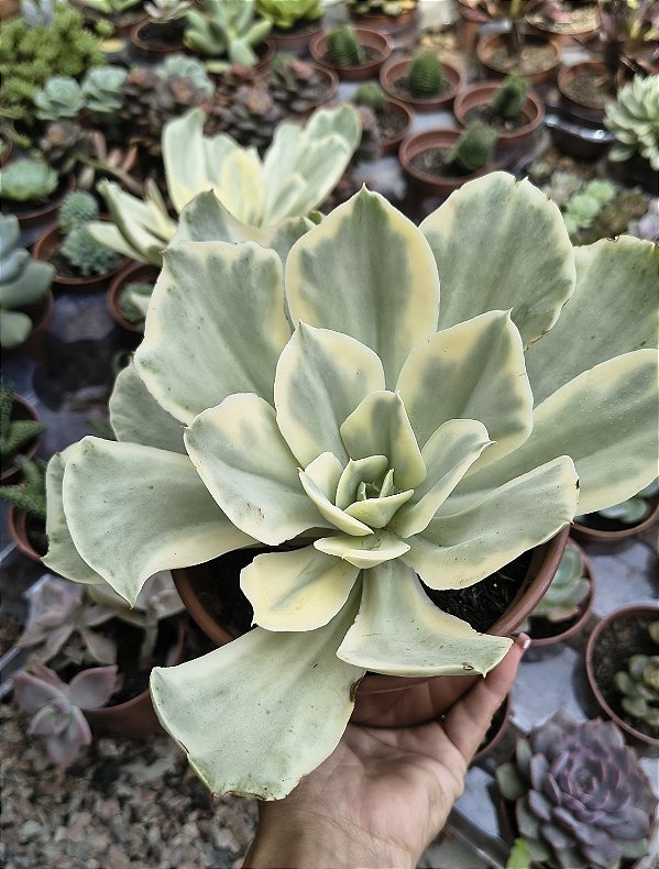 E. JAPAN MOON RIVER VARIEGATA POTE 15