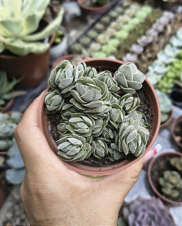 CRASSULA IVORY PAGODA POTE 9